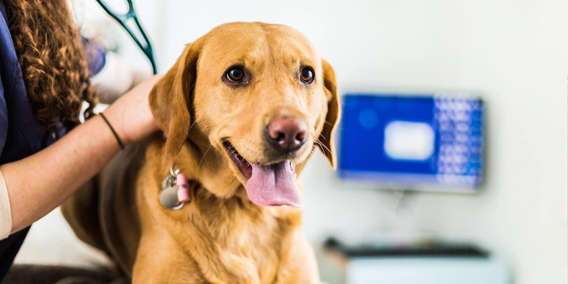 Teaserbild Tierärztliche Klinik Stommeln GmbH